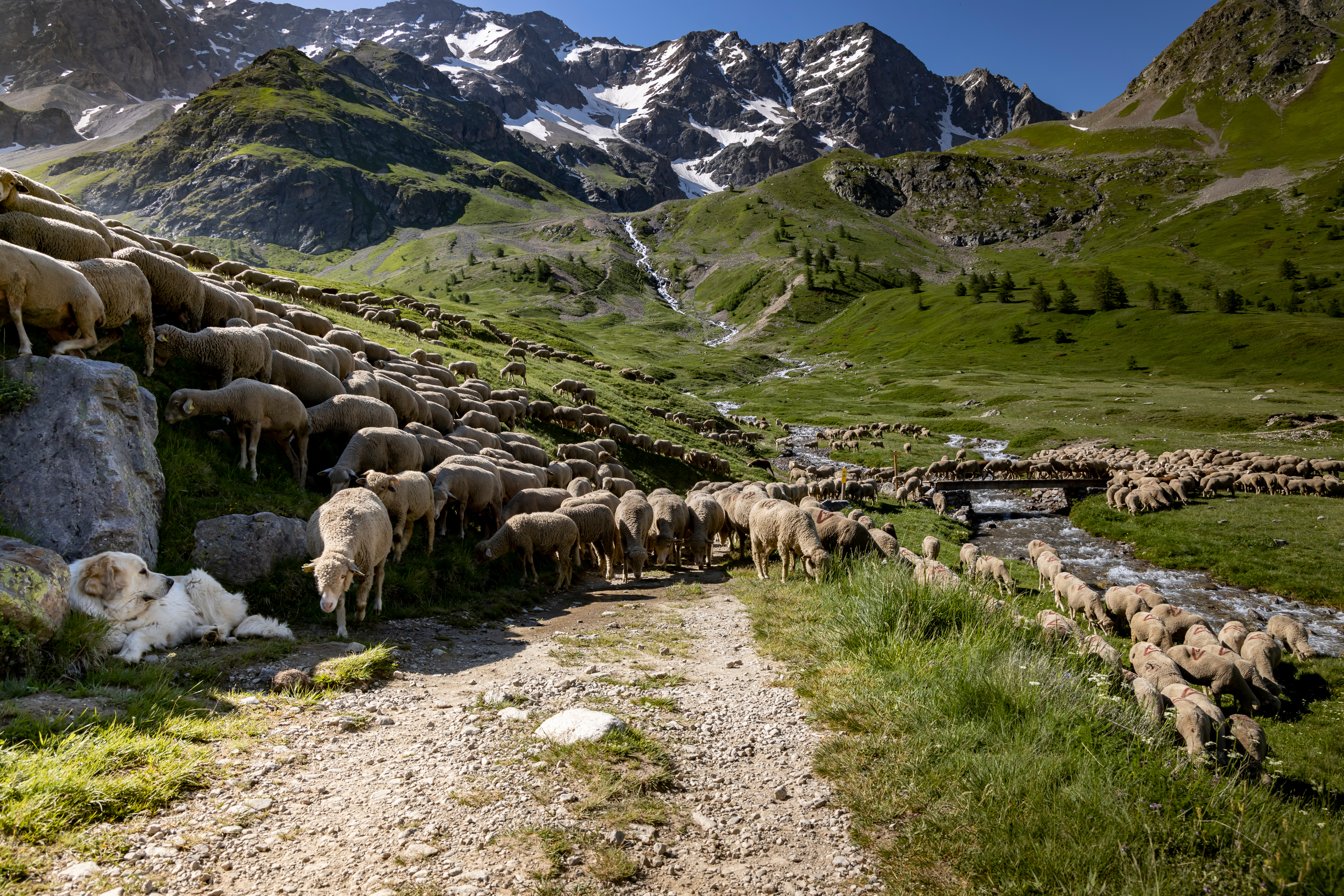 transhumance ovine en montagne