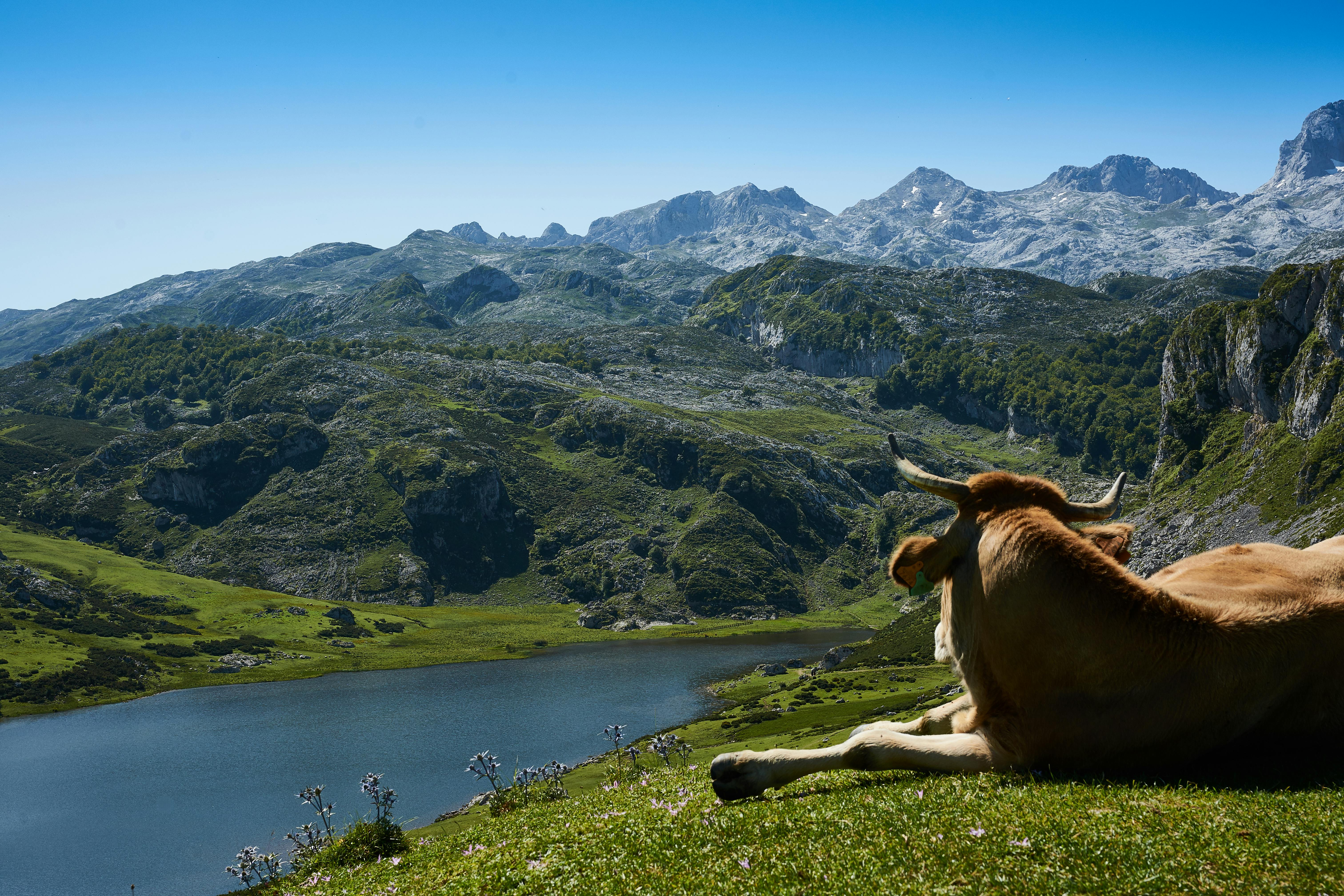 Vache allongée près d'un lac dans les montagnes 