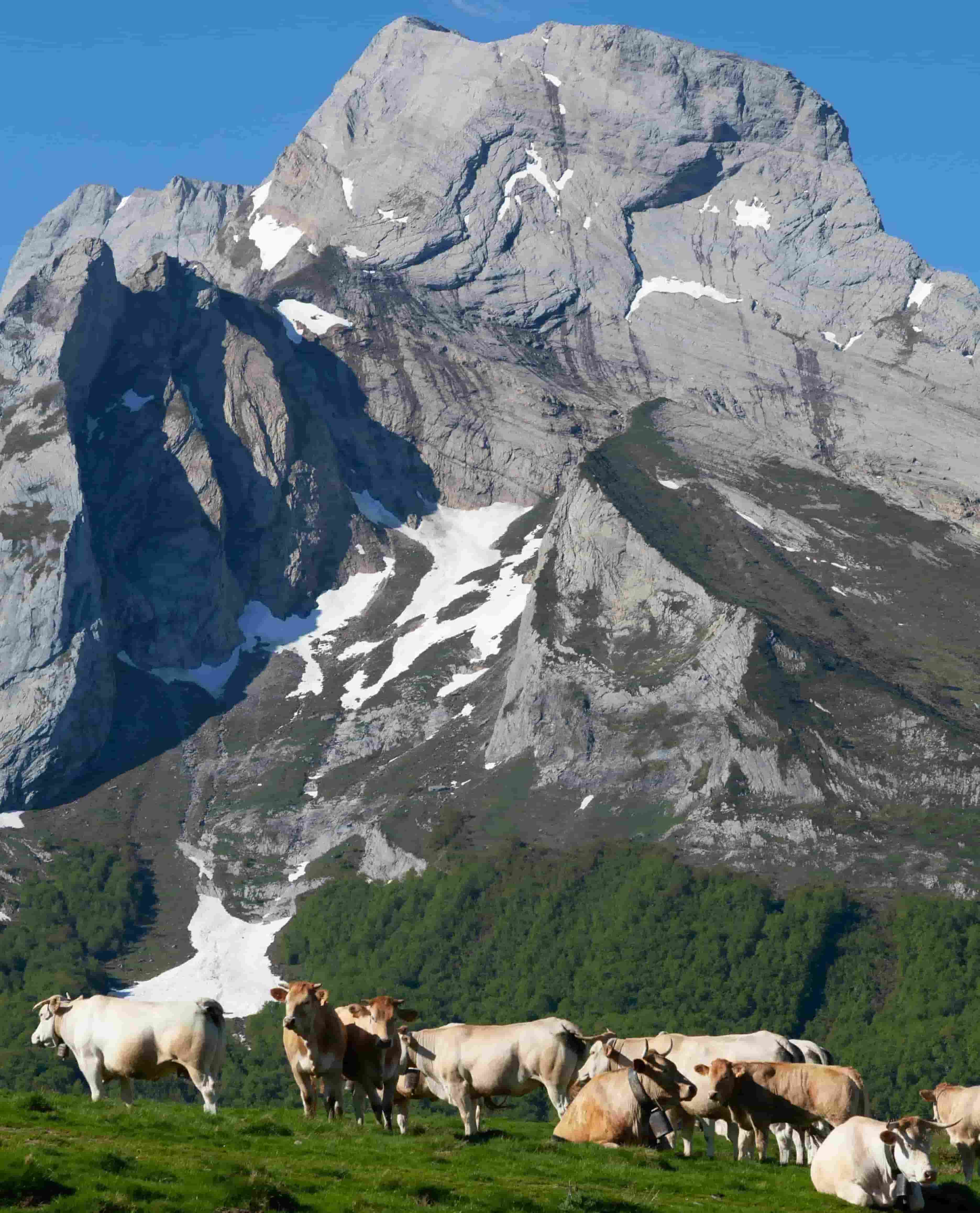 vaches qui pâturent devant une montagne enneigée 