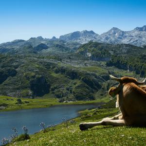 Vache allongée près d'un lac dans les montagnes 