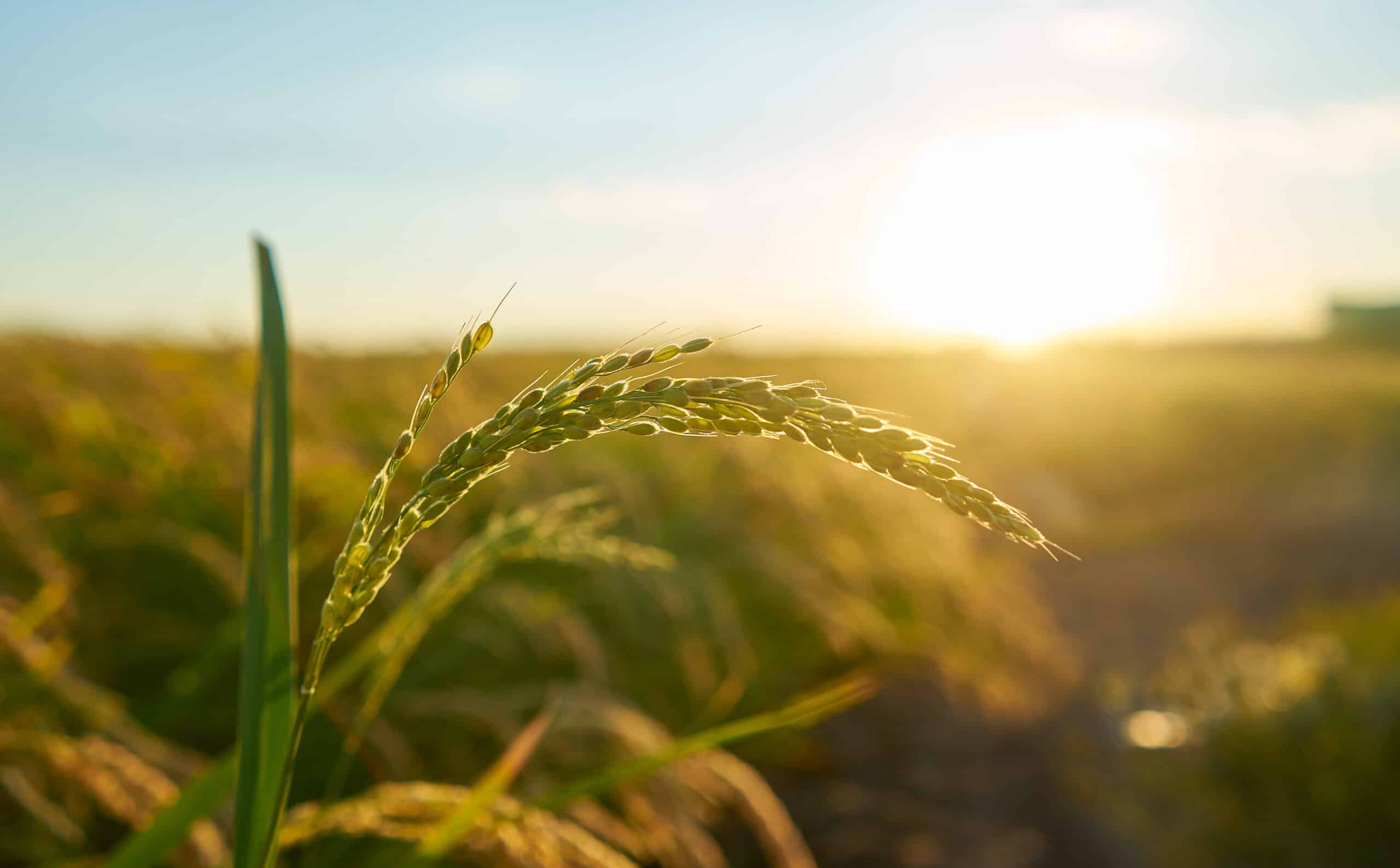La pérennité de l’agriculture menacée face à tant d’incertitudes ?