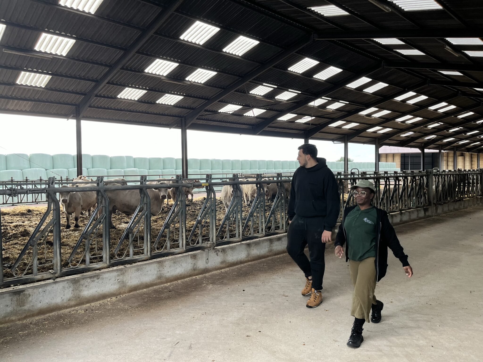 Deux personnes marchent dans une étable avec des vaches.