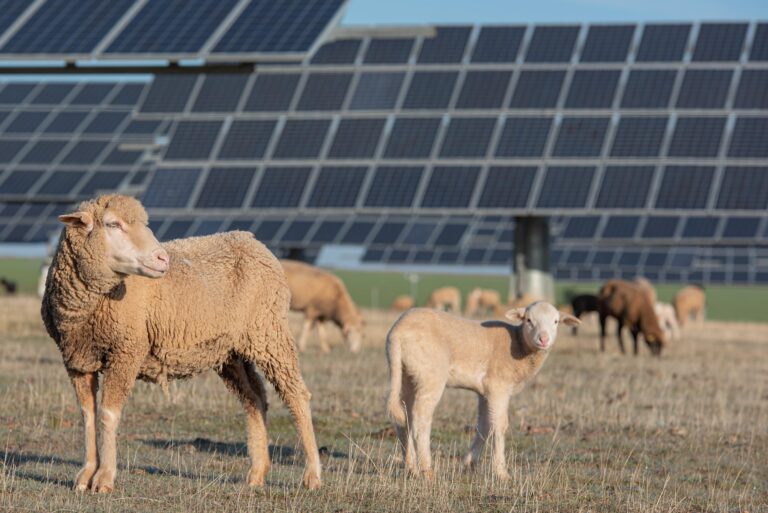 moutons devant des panneaux photovoltaïques