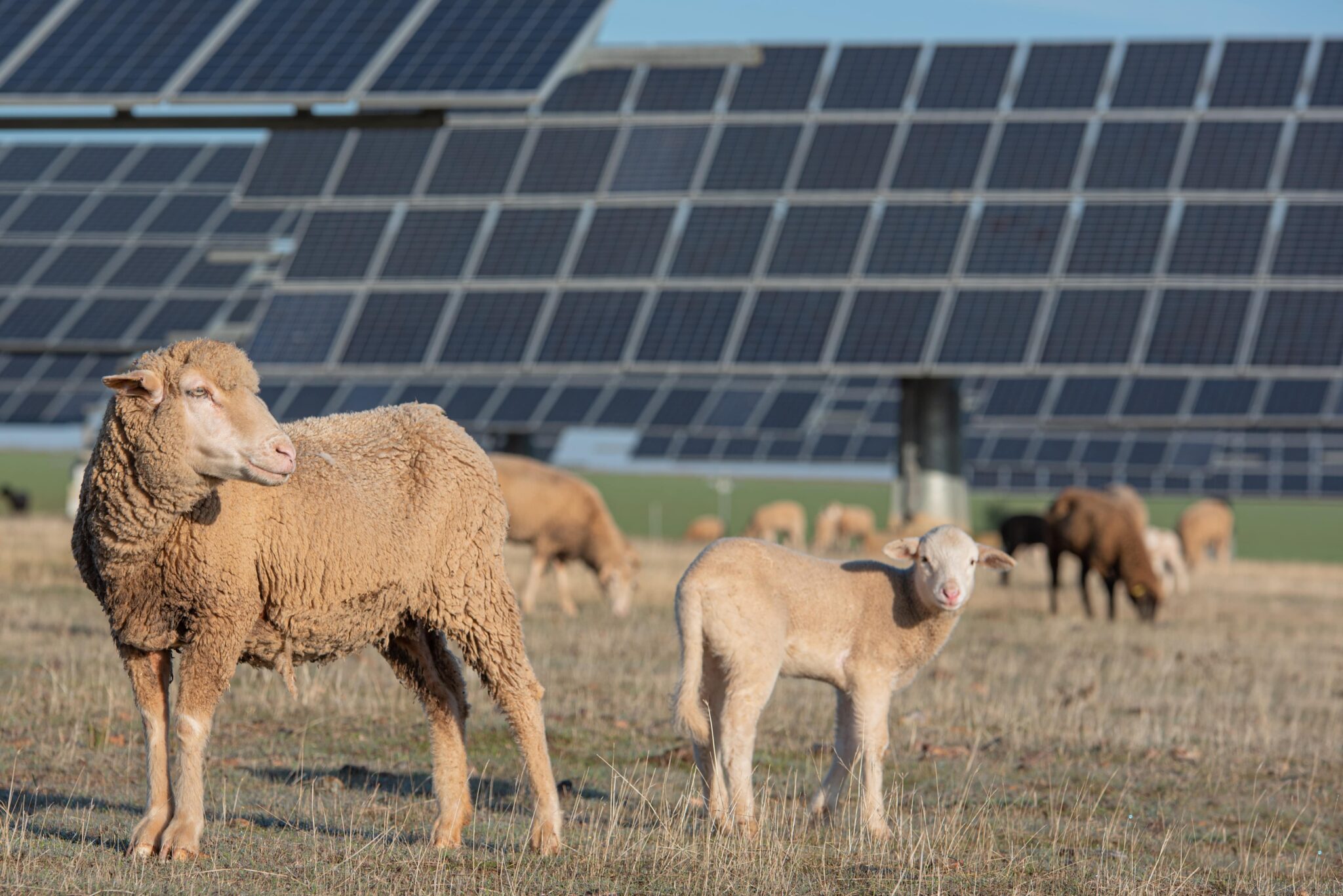 Agrivoltaïsme vs Photovoltaïque agricompatible : comprendre les distinctions fondamentales