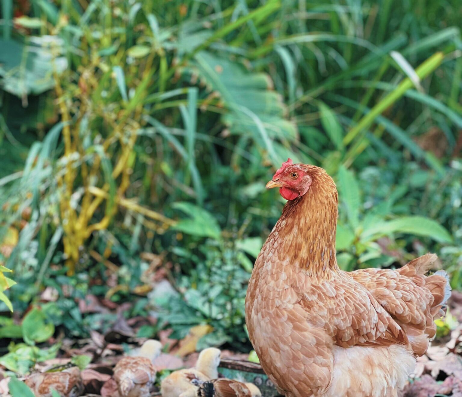 Labels de volailles et agrivoltaïsme : un levier pour le bien-être animal et la durabilité
